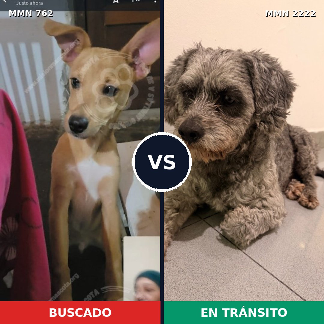 Comparativa MMS 66402: mascota perdida y mascota encontrada, 50% de similitud