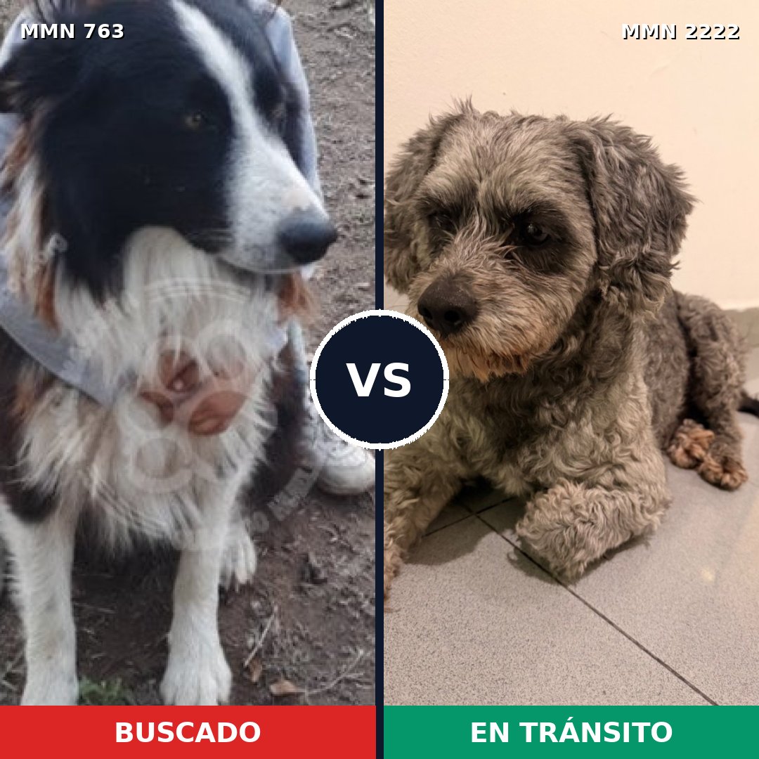 Comparativa MMS 66403: mascota perdida y mascota encontrada, 23% de similitud