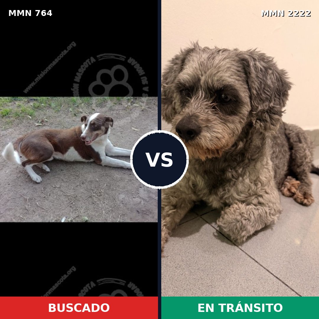 Comparativa MMS 66404: mascota perdida y mascota encontrada, 27% de similitud