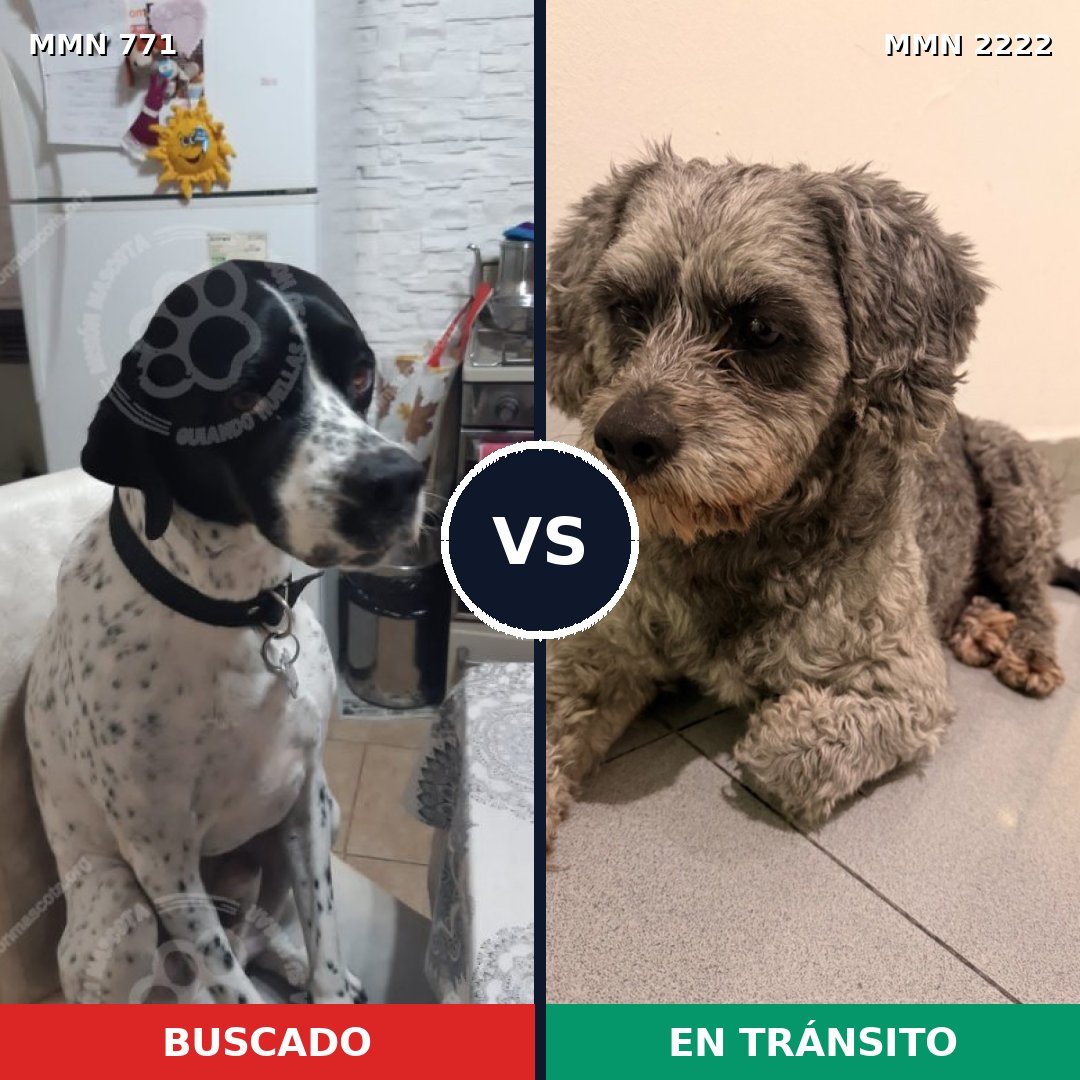 Comparativa MMS 66406: mascota perdida y mascota encontrada, 23% de similitud