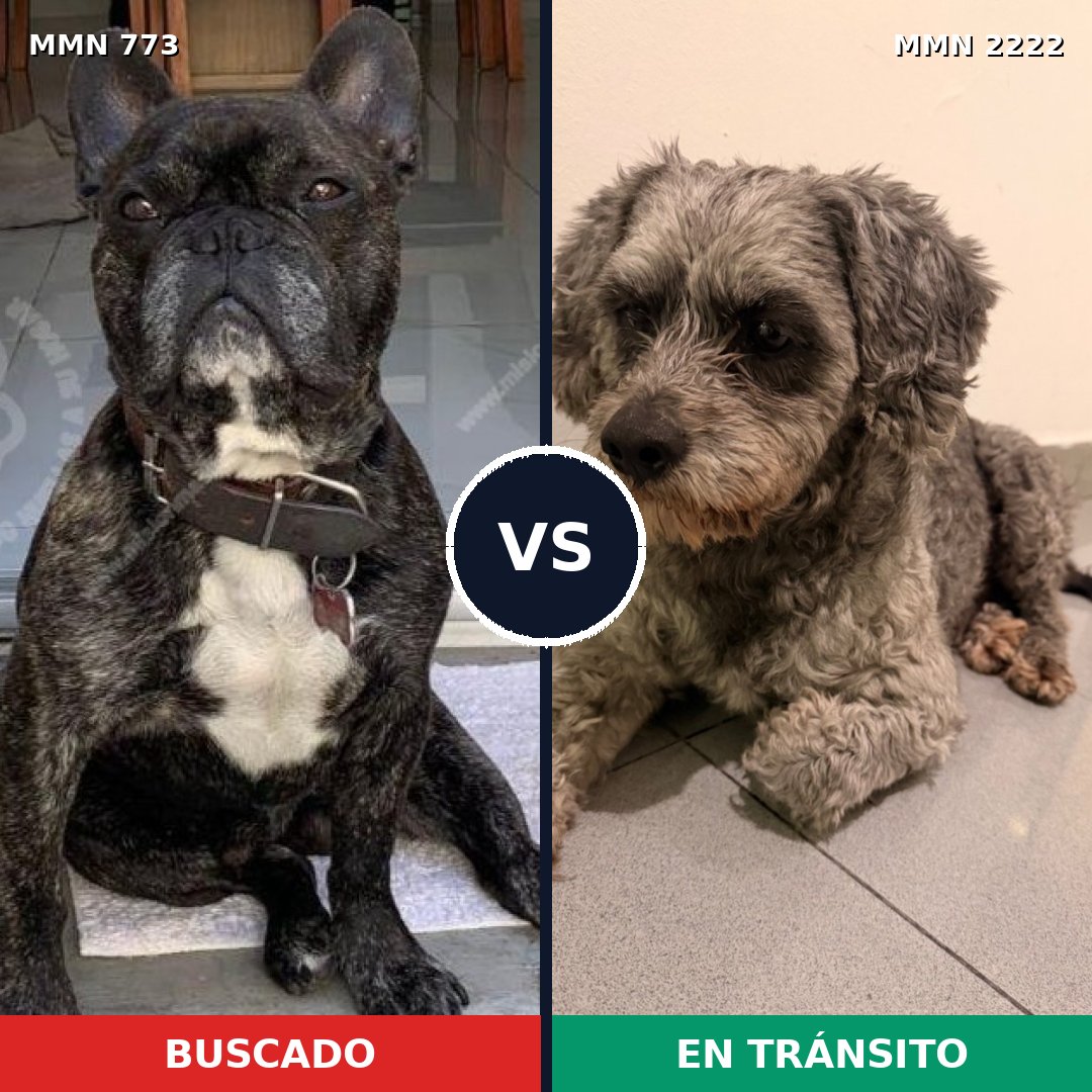 Comparativa MMS 66407: mascota perdida y mascota encontrada, 24% de similitud