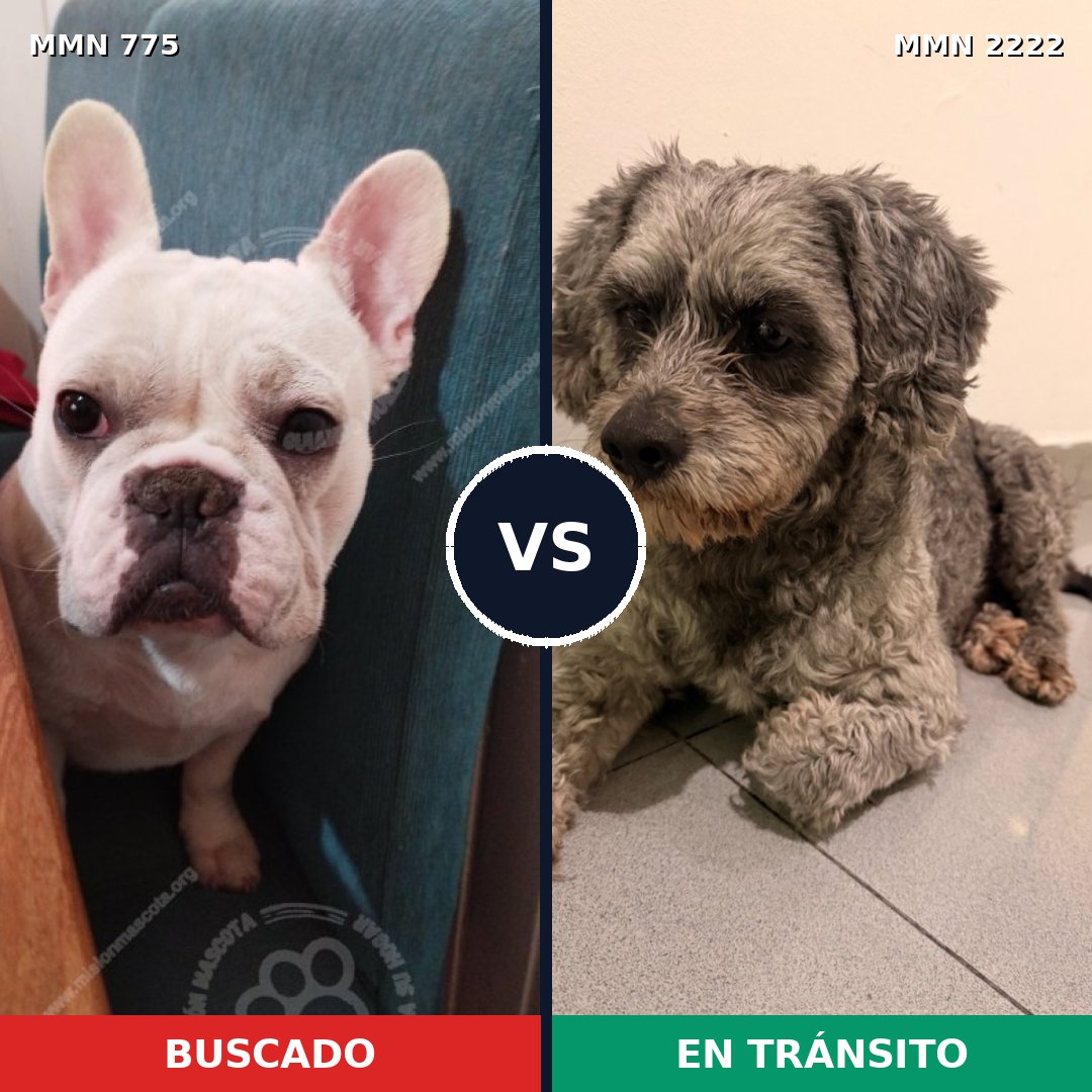 Comparativa MMS 66408: mascota perdida y mascota encontrada, 26% de similitud