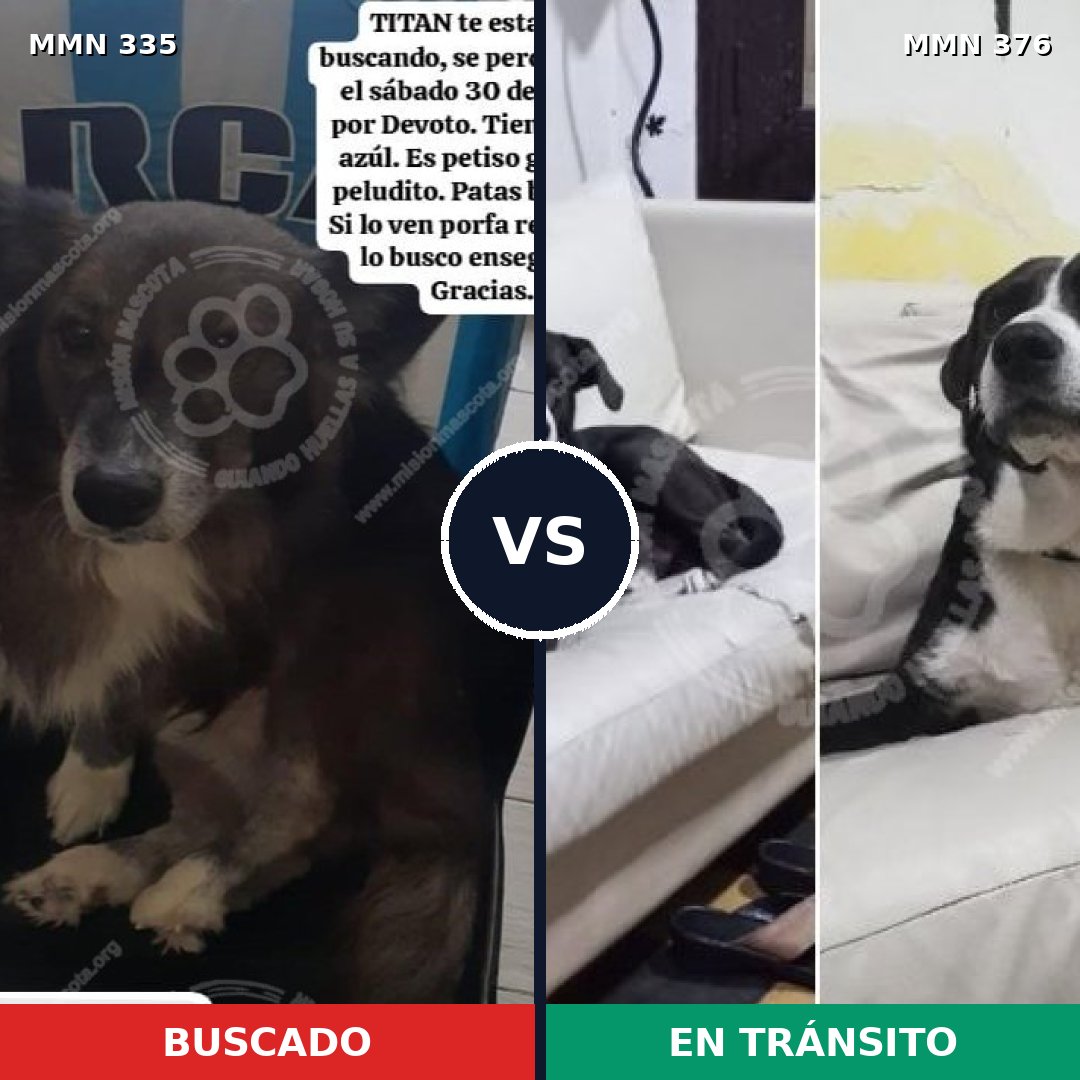 Comparativa MMS 6641: mascota perdida y mascota encontrada, 82% de similitud