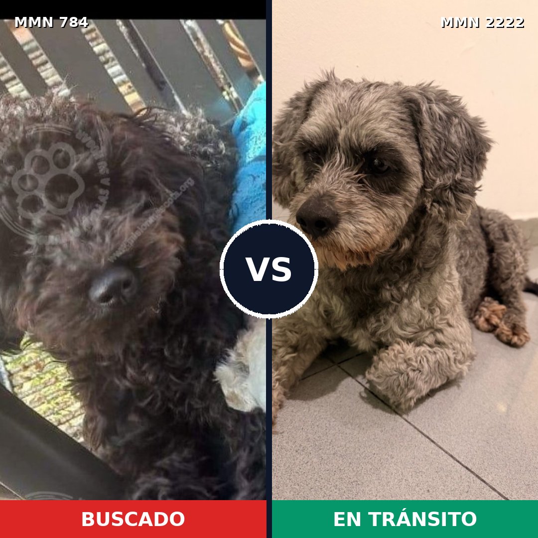 Comparativa MMS 66410: mascota perdida y mascota encontrada, 50% de similitud