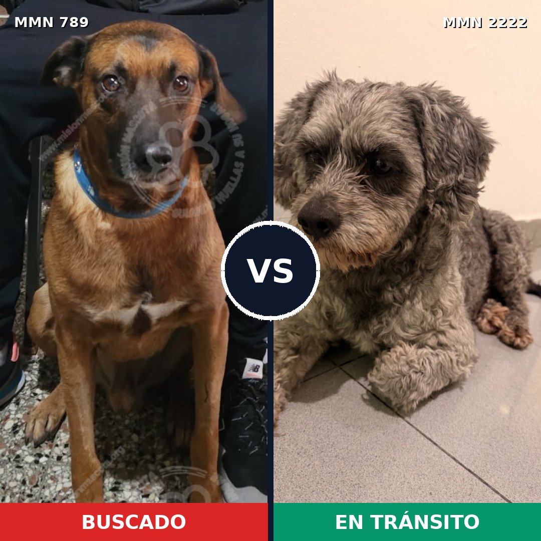 Comparativa MMS 66411: mascota perdida y mascota encontrada, 39% de similitud
