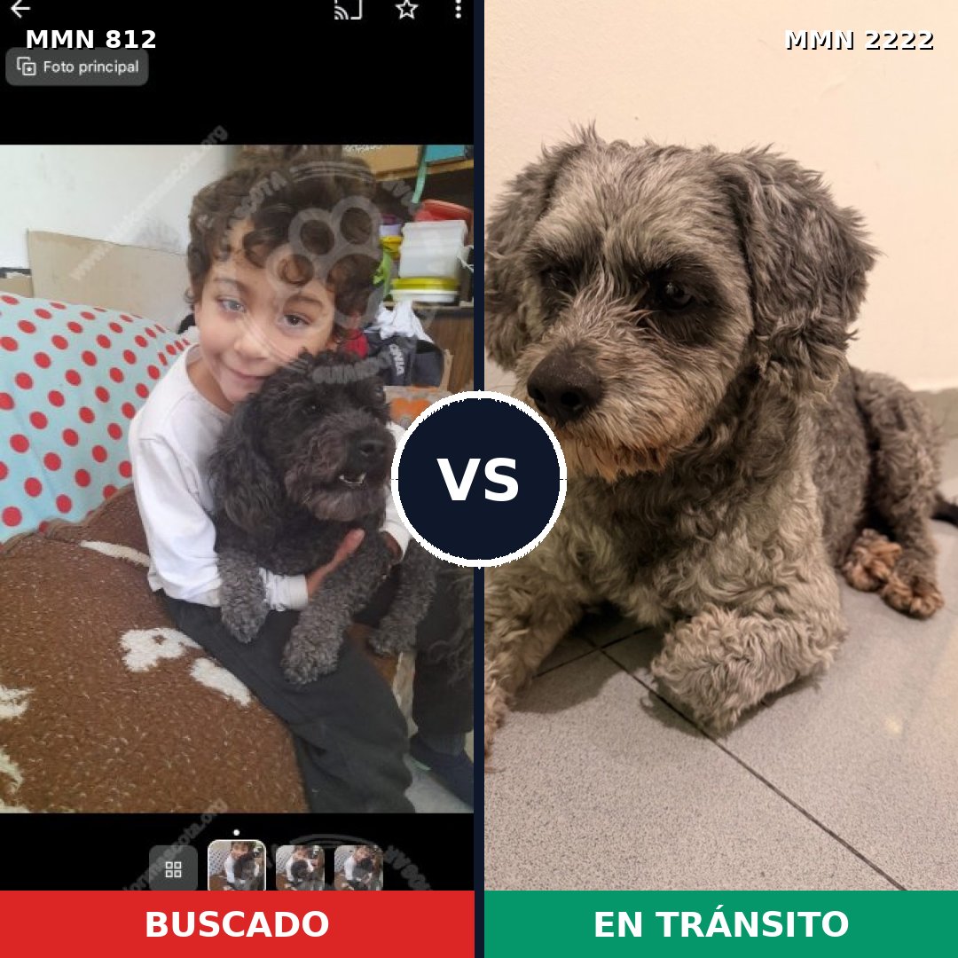 Comparativa MMS 66412: mascota perdida y mascota encontrada, 45% de similitud