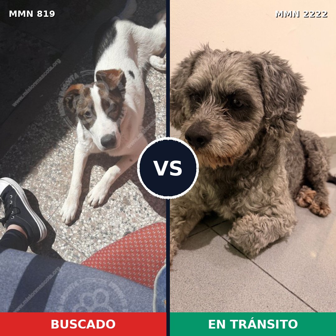 Comparativa MMS 66413: mascota perdida y mascota encontrada, 59% de similitud