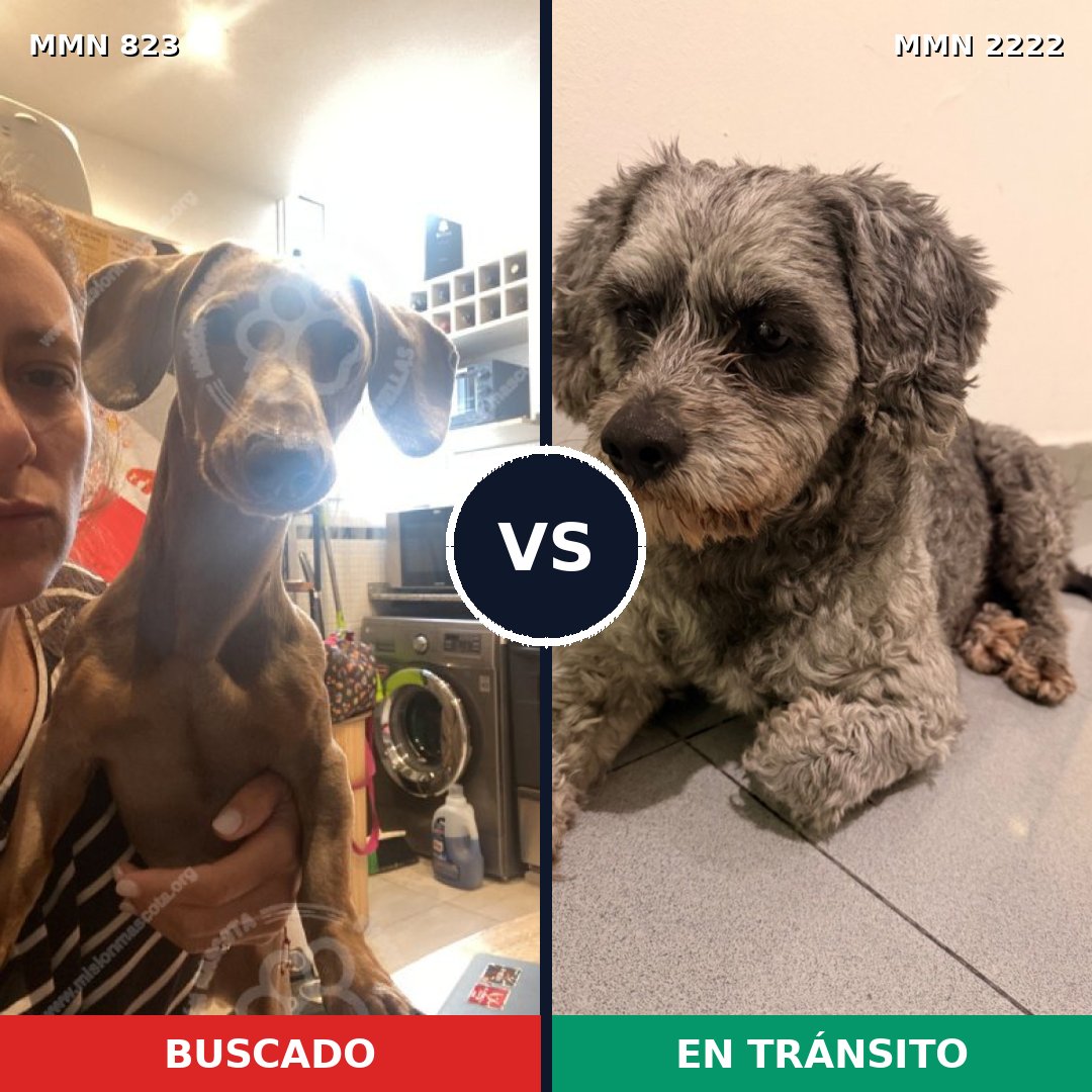 Comparativa MMS 66414: mascota perdida y mascota encontrada, 58% de similitud