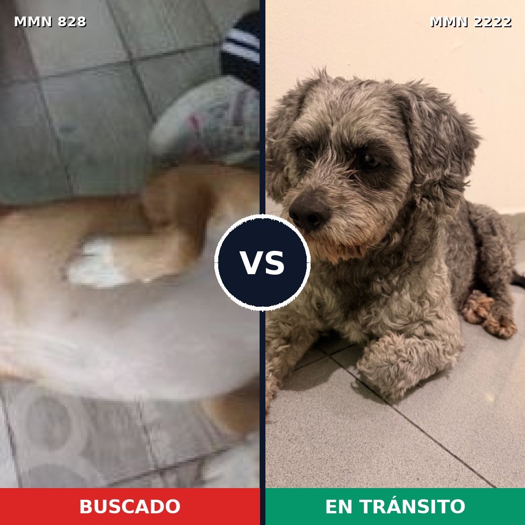 Comparativa MMS 66415: mascota perdida y mascota encontrada, 60% de similitud