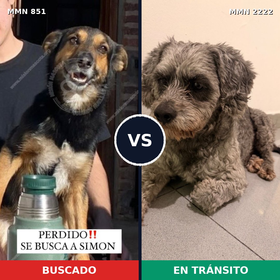 Comparativa MMS 66416: mascota perdida y mascota encontrada, 59% de similitud