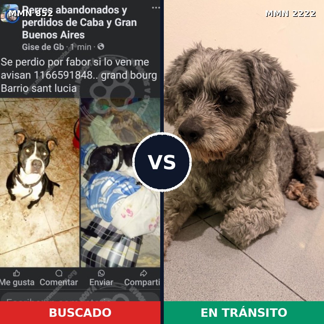 Comparativa MMS 66417: mascota perdida y mascota encontrada, 22% de similitud
