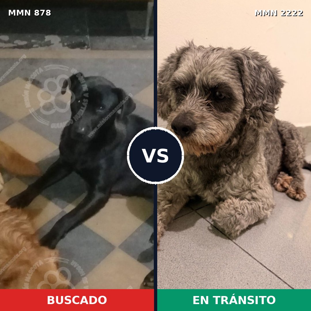 Comparativa MMS 66418: mascota perdida y mascota encontrada, 35% de similitud