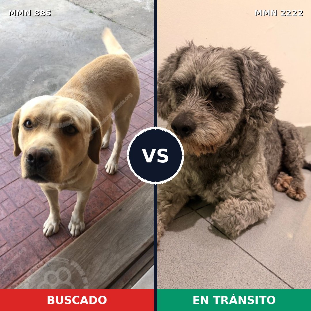 Comparativa MMS 66419: mascota perdida y mascota encontrada, 24% de similitud