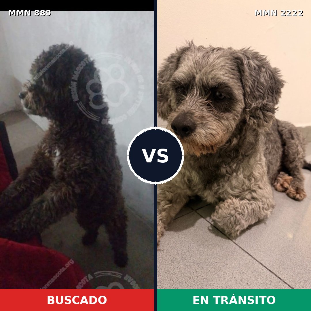 Comparativa MMS 66420: mascota perdida y mascota encontrada, 33% de similitud