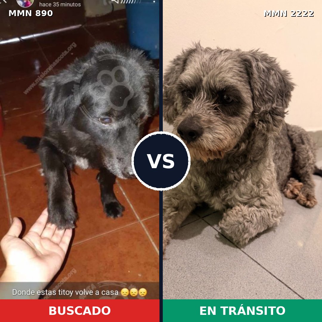 Comparativa MMS 66421: mascota perdida y mascota encontrada, 46% de similitud