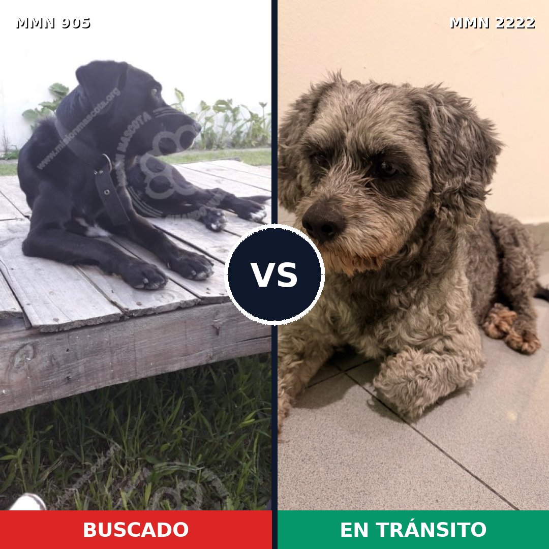 Comparativa MMS 66423: mascota perdida y mascota encontrada, 55% de similitud