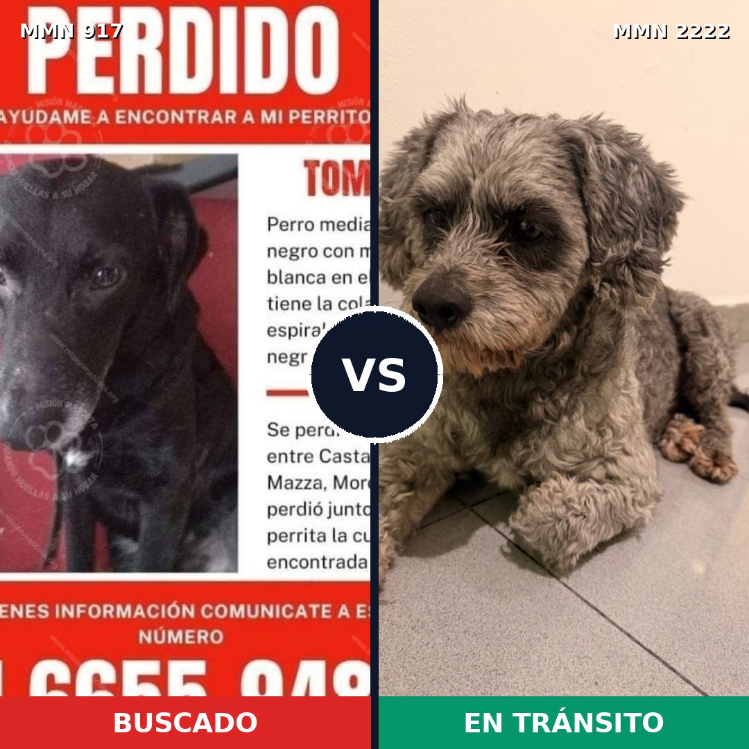 Comparativa MMS 66424: mascota perdida y mascota encontrada, 32% de similitud