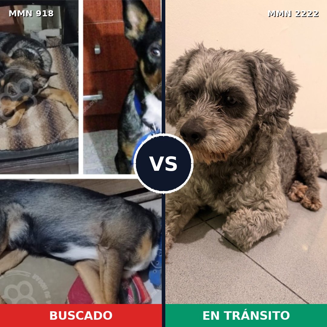 Comparativa MMS 66425: mascota perdida y mascota encontrada, 25% de similitud