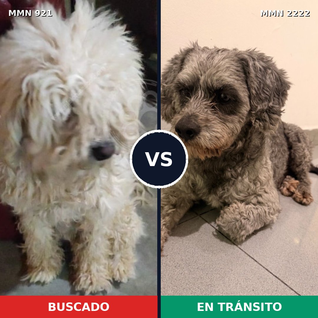 Comparativa MMS 66427: mascota perdida y mascota encontrada, 40% de similitud
