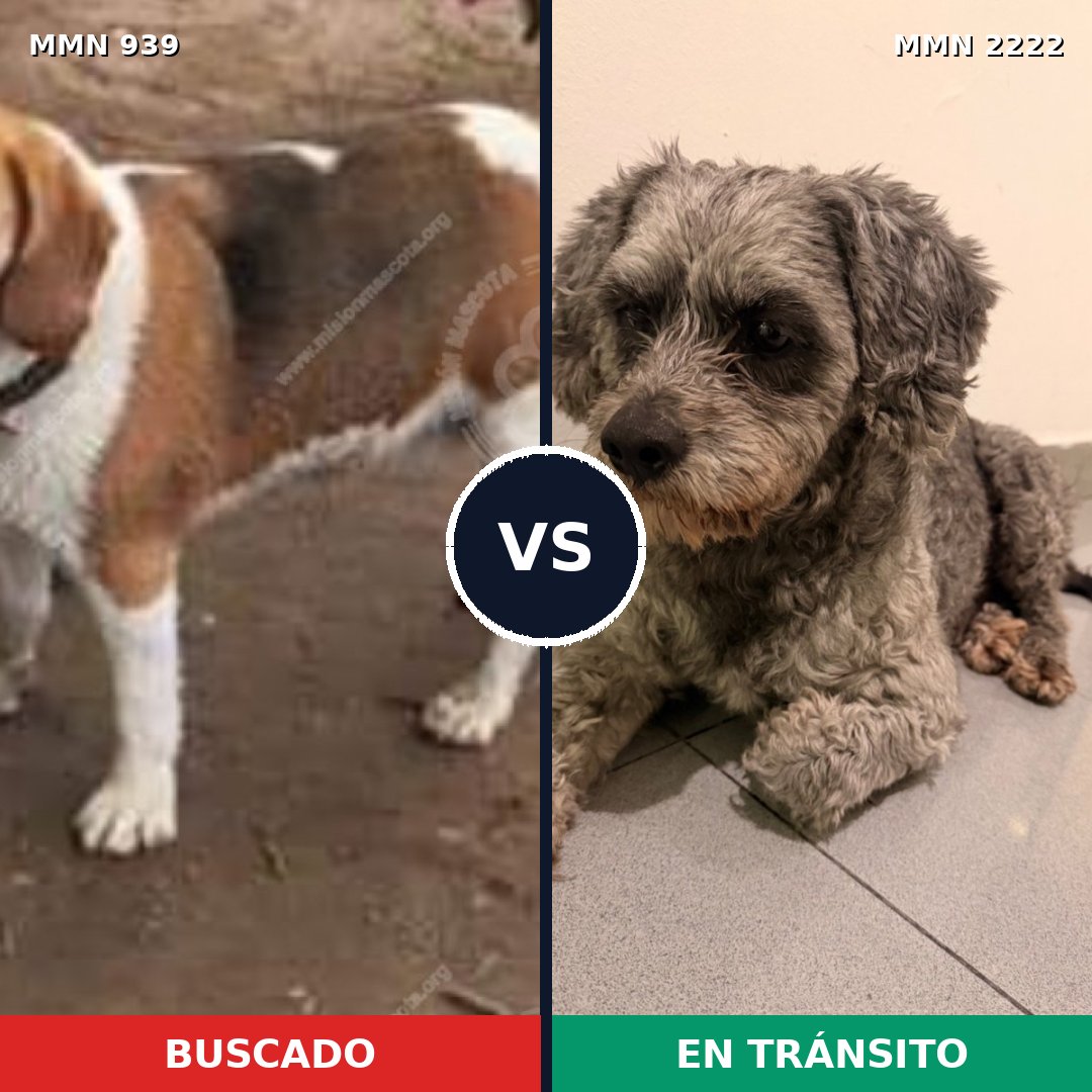 Comparativa MMS 66428: mascota perdida y mascota encontrada, 28% de similitud