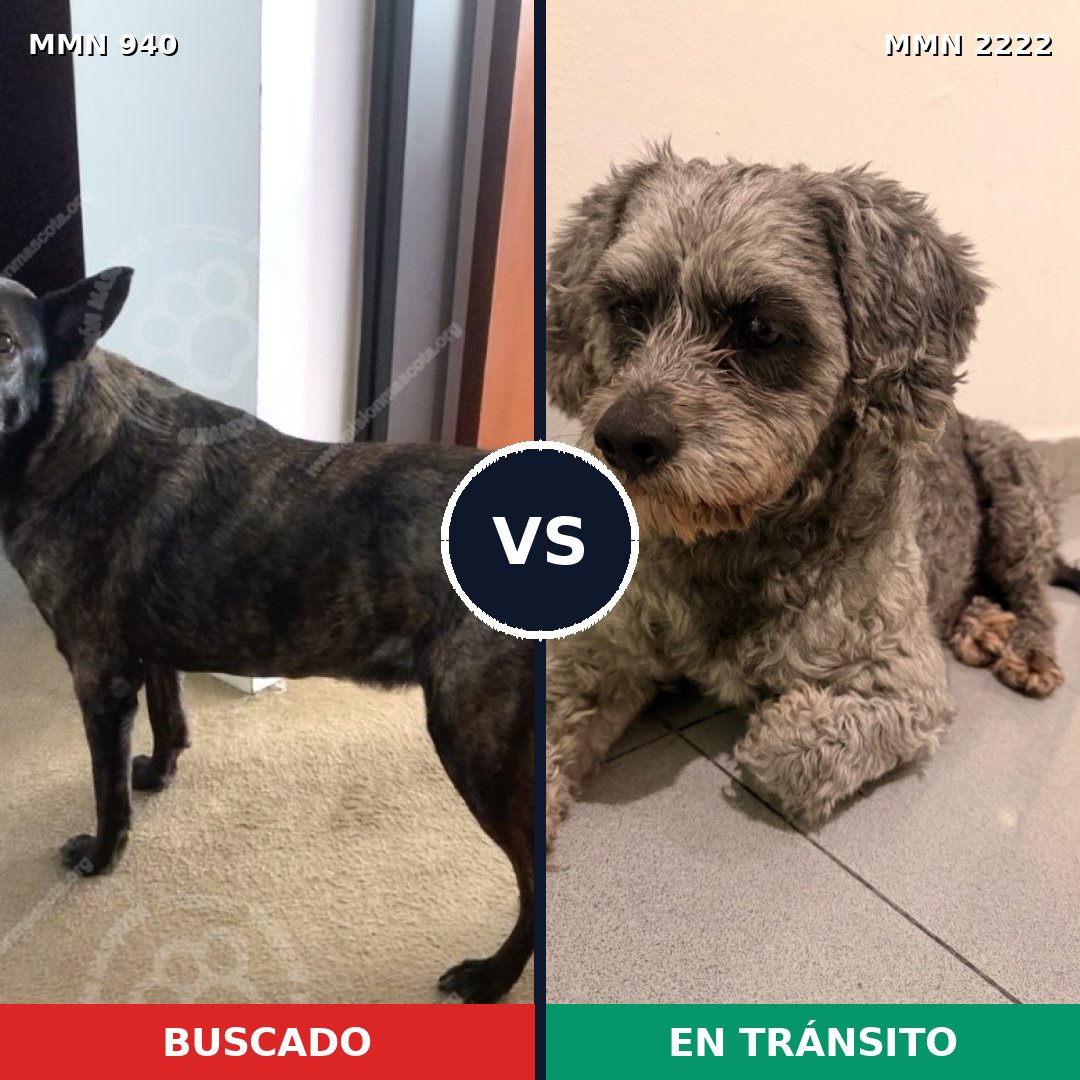Comparativa MMS 66429: mascota perdida y mascota encontrada, 36% de similitud