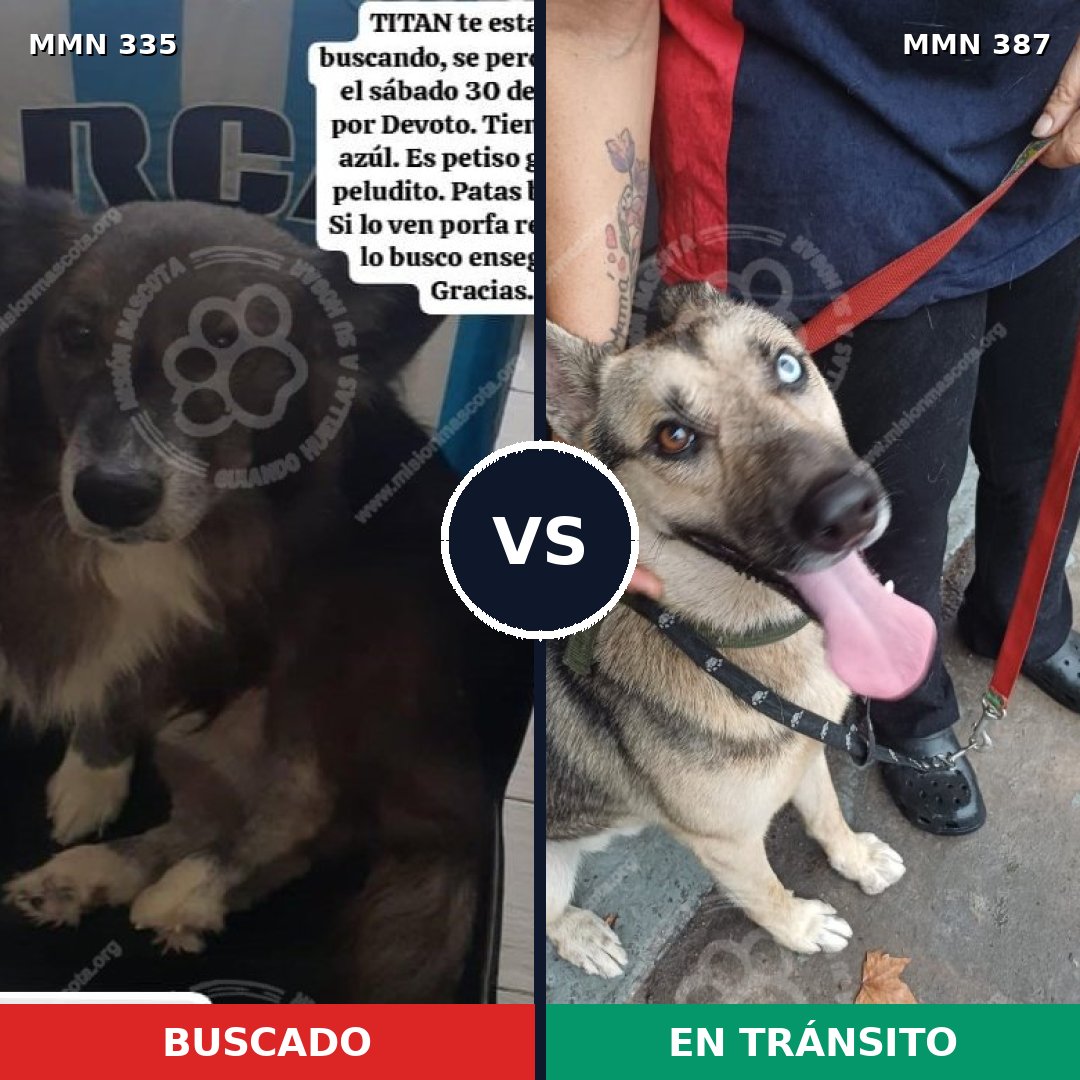Comparativa MMS 6643: mascota perdida y mascota encontrada, 57% de similitud