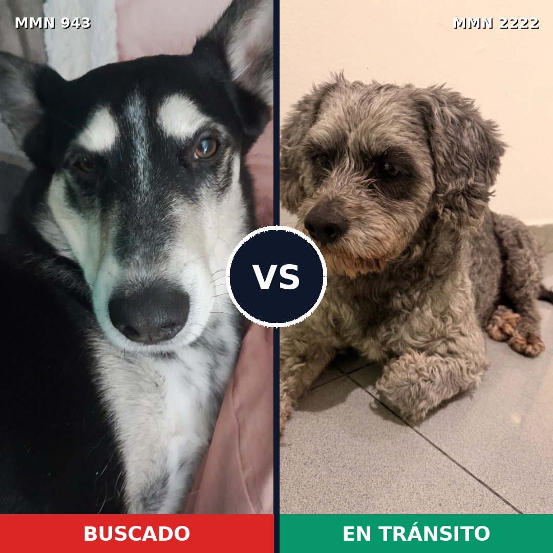 Comparativa MMS 66430: mascota perdida y mascota encontrada, 49% de similitud