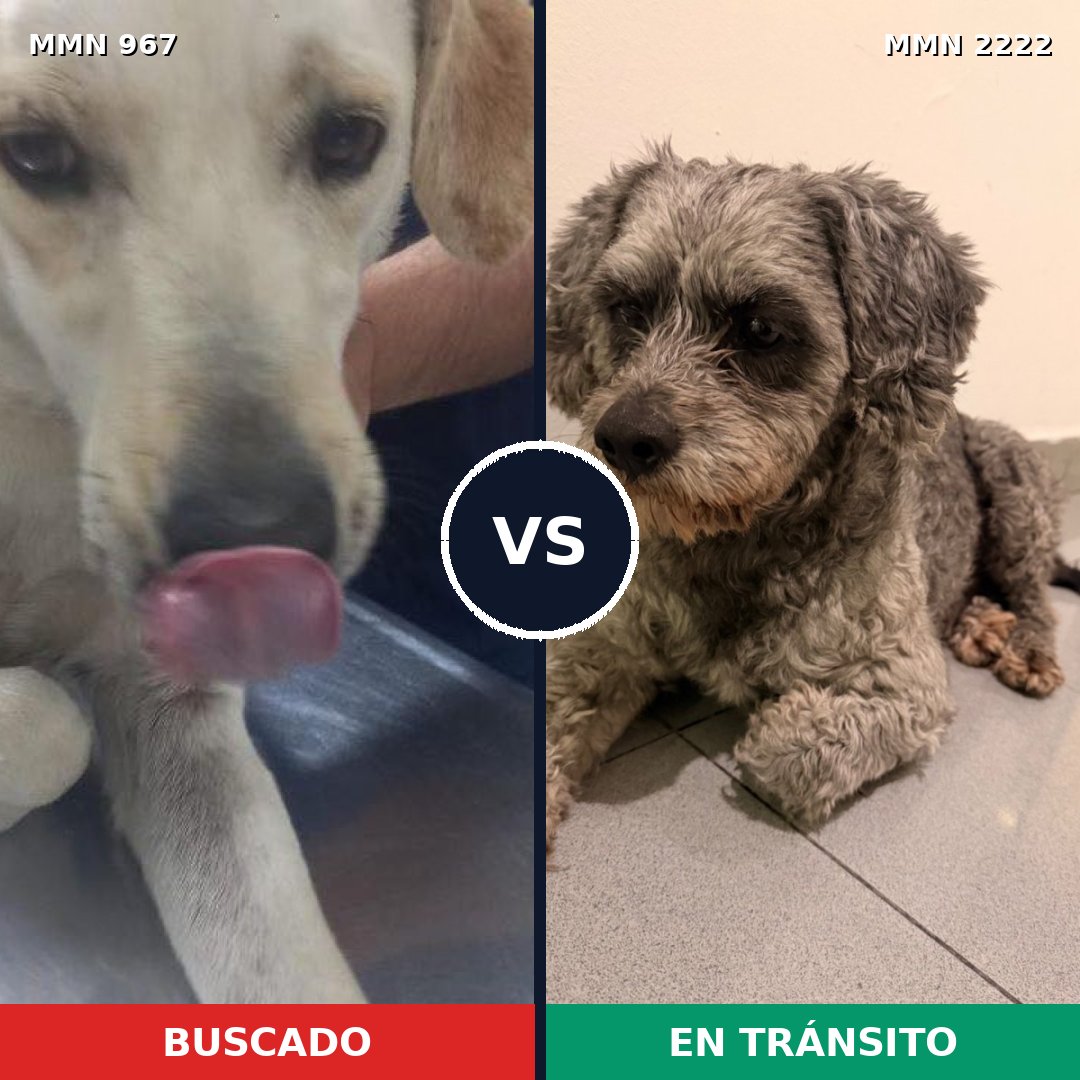 Comparativa MMS 66431: mascota perdida y mascota encontrada, 48% de similitud