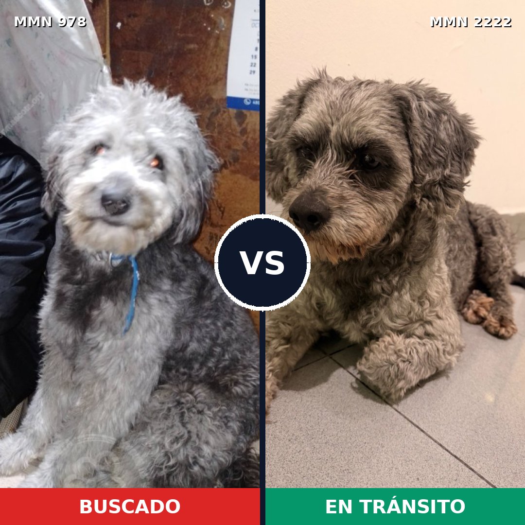 Comparativa MMS 66432: mascota perdida y mascota encontrada, 40% de similitud