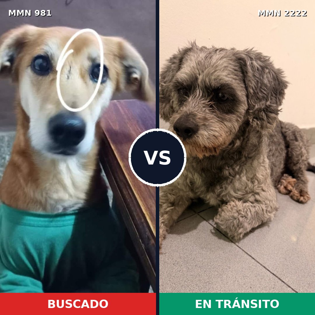 Comparativa MMS 66434: mascota perdida y mascota encontrada, 60% de similitud