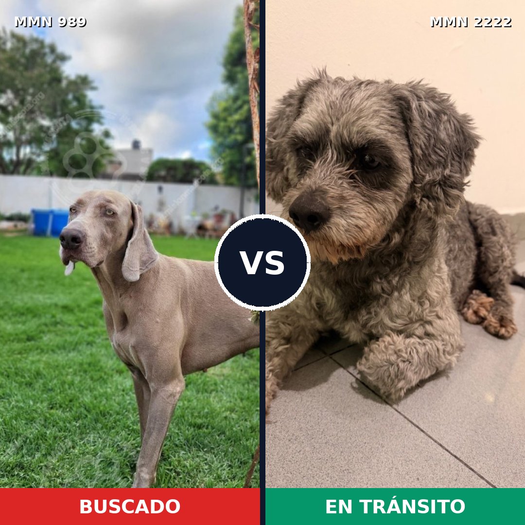 Comparativa MMS 66435: mascota perdida y mascota encontrada, 30% de similitud