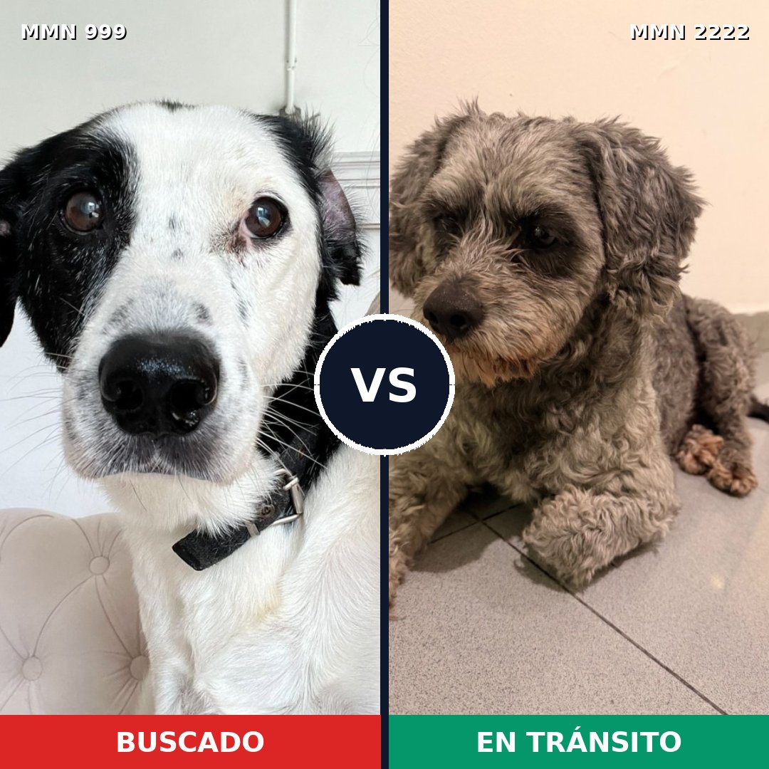 Comparativa MMS 66436: mascota perdida y mascota encontrada, 32% de similitud
