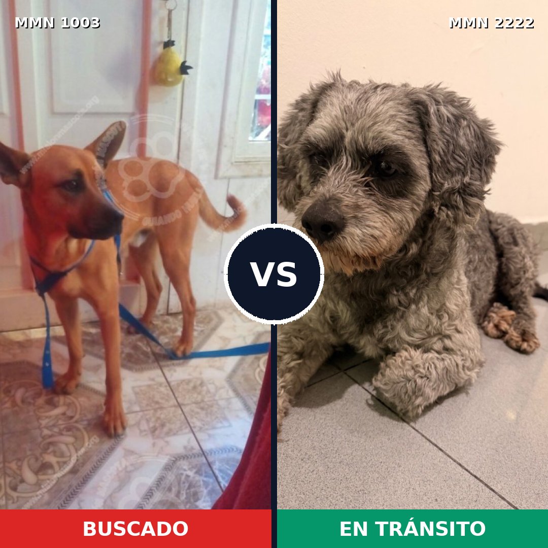 Comparativa MMS 66437: mascota perdida y mascota encontrada, 24% de similitud