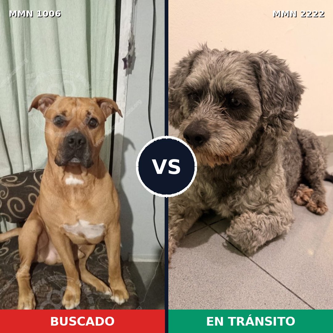Comparativa MMS 66438: mascota perdida y mascota encontrada, 49% de similitud
