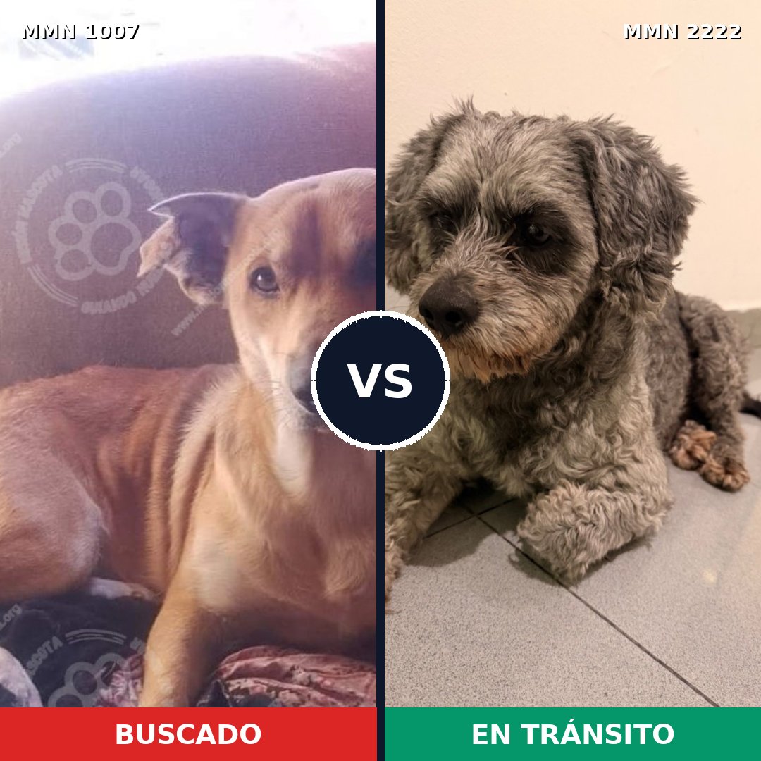 Comparativa MMS 66439: mascota perdida y mascota encontrada, 59% de similitud
