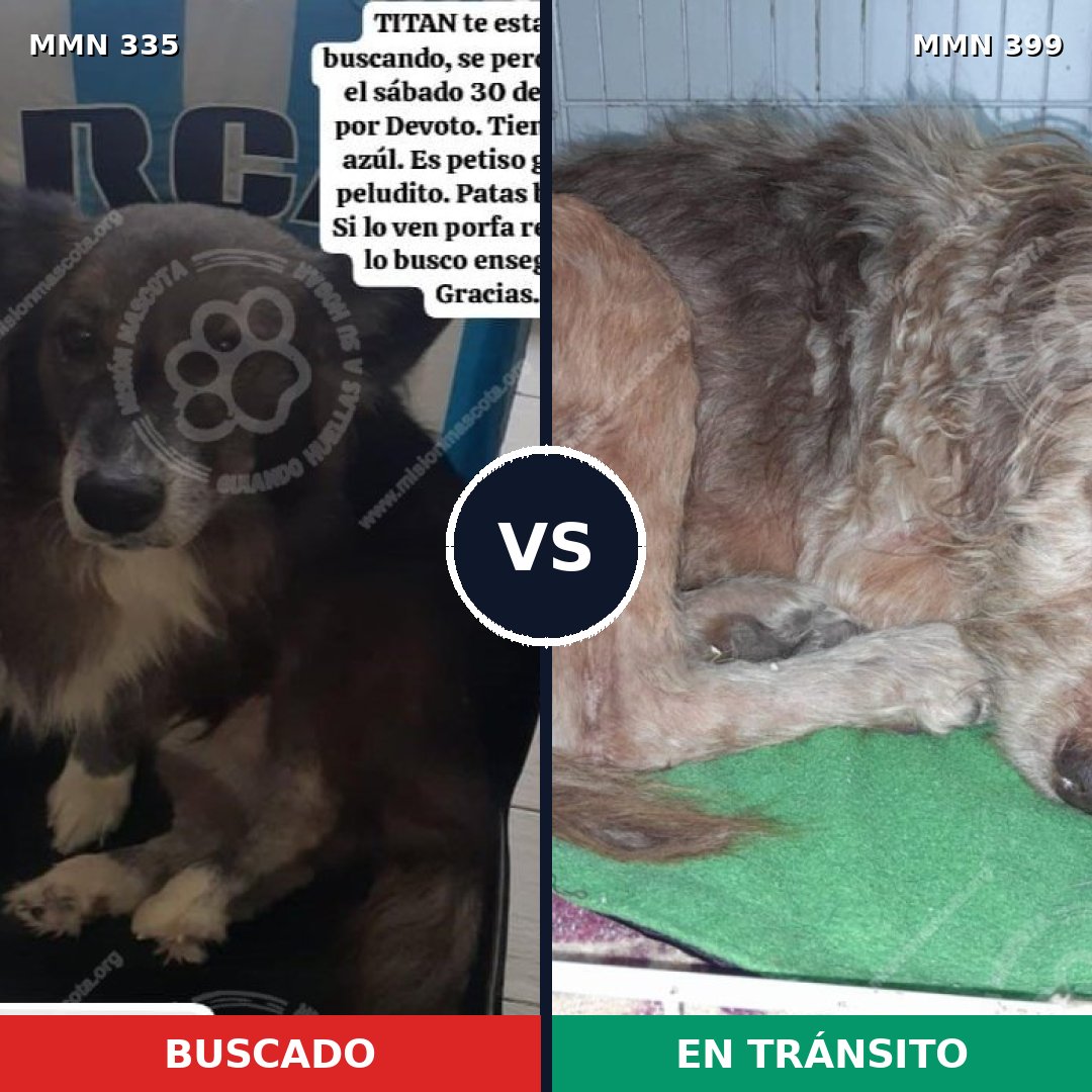 Comparativa MMS 6644: mascota perdida y mascota encontrada, 70% de similitud