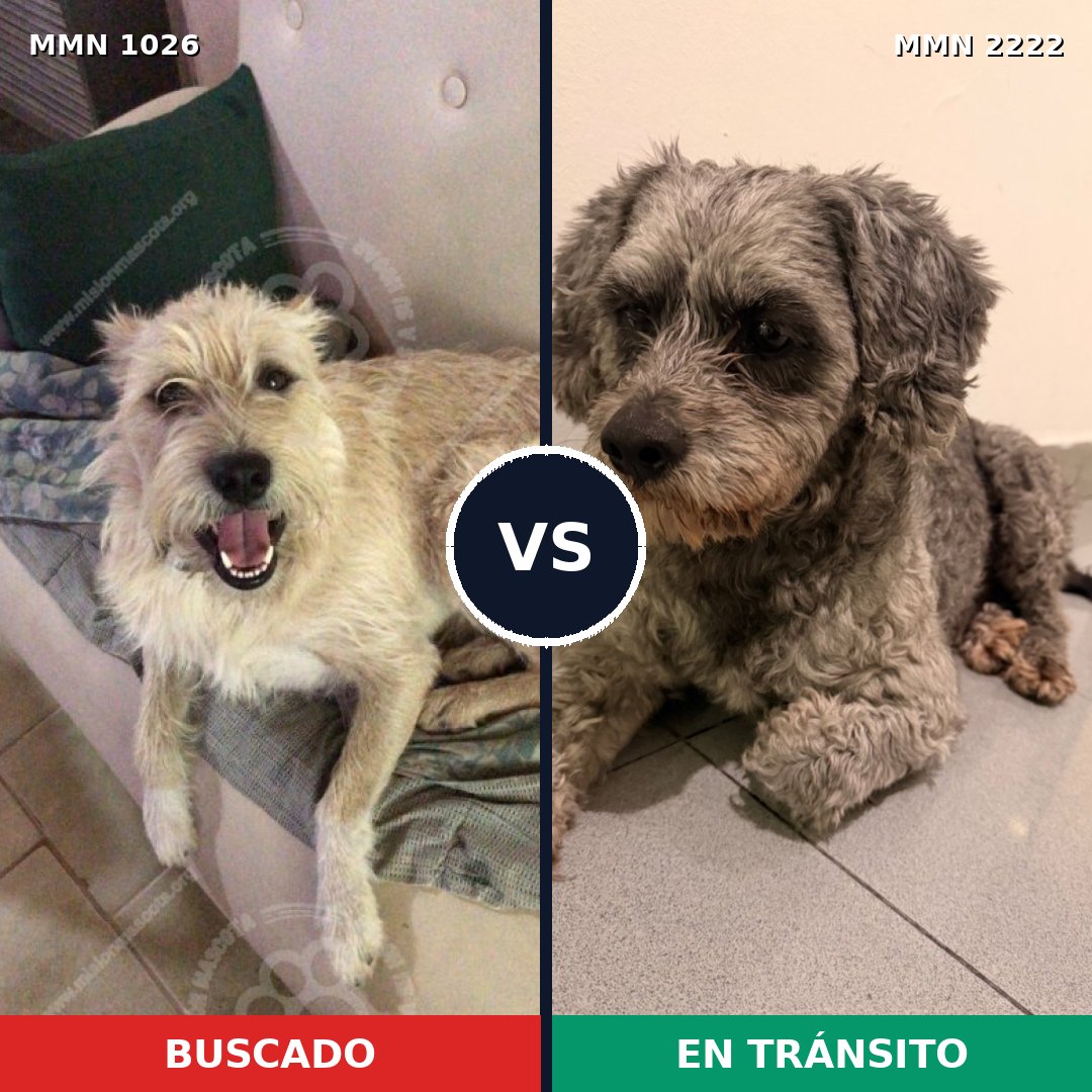 Comparativa MMS 66441: mascota perdida y mascota encontrada, 44% de similitud