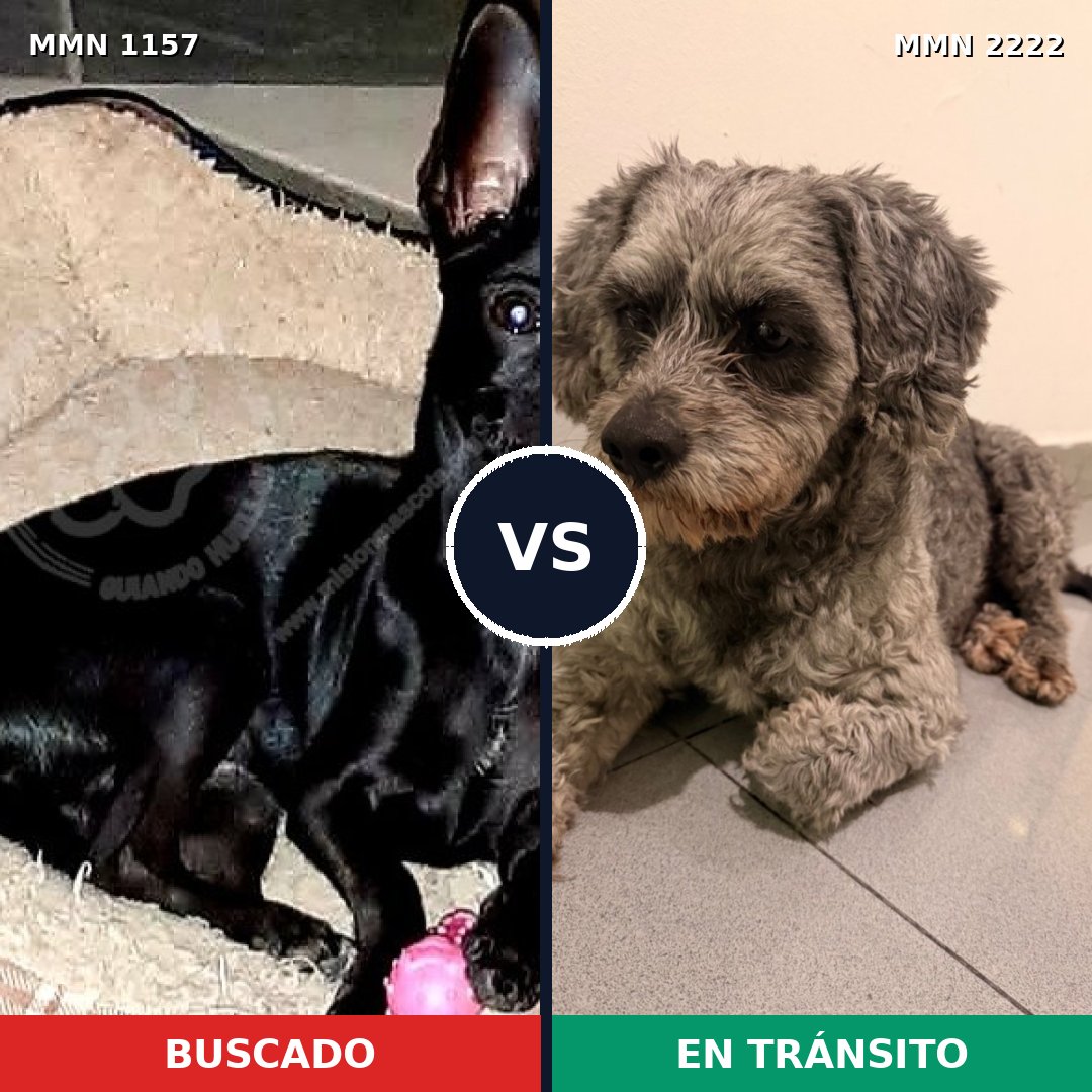 Comparativa MMS 66442: mascota perdida y mascota encontrada, 39% de similitud