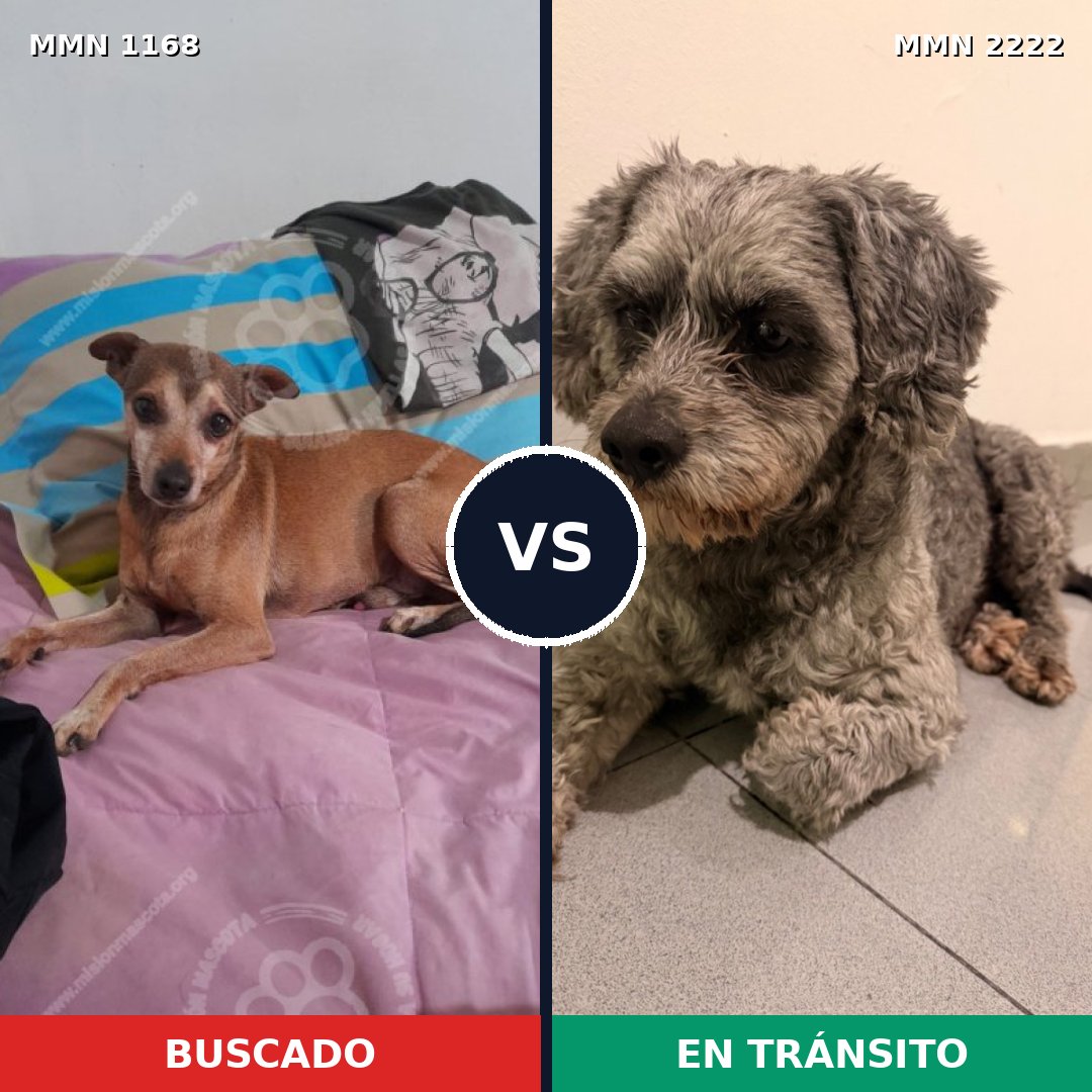 Comparativa MMS 66444: mascota perdida y mascota encontrada, 44% de similitud
