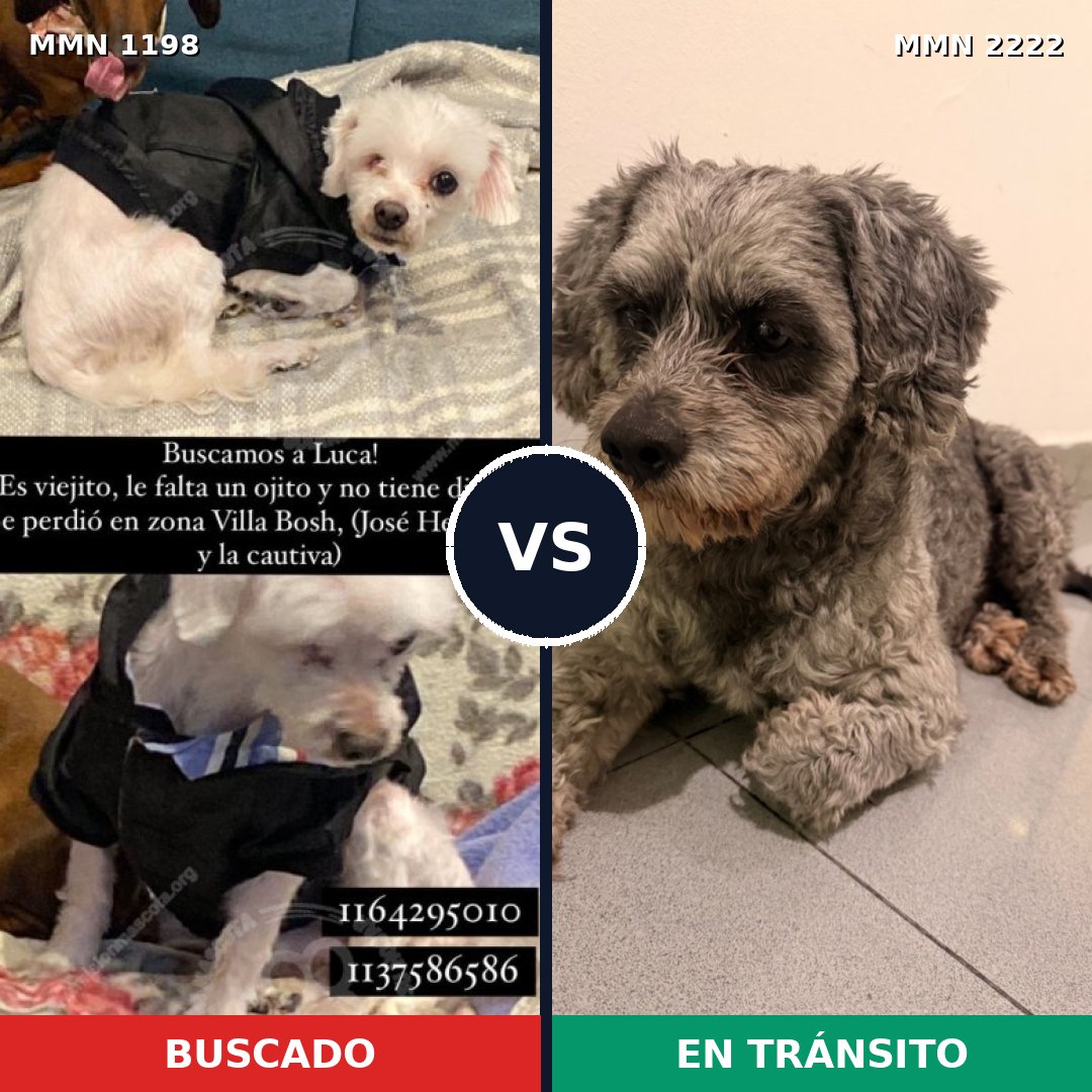 Comparativa MMS 66445: mascota perdida y mascota encontrada, 46% de similitud