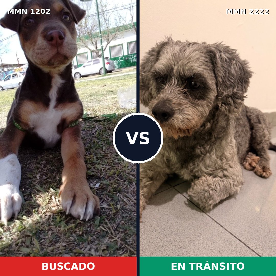 Comparativa MMS 66446: mascota perdida y mascota encontrada, 25% de similitud