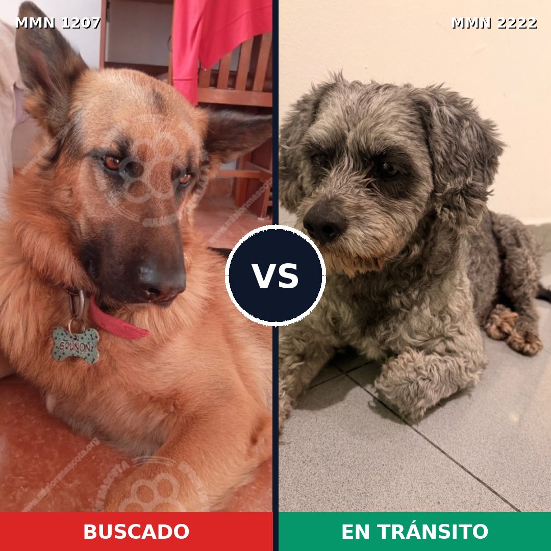 Comparativa MMS 66447: mascota perdida y mascota encontrada, 5% de similitud