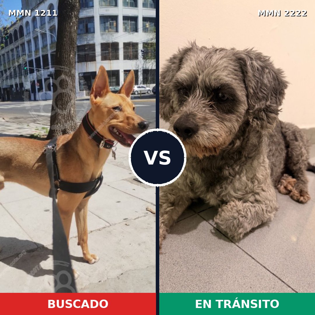 Comparativa MMS 66448: mascota perdida y mascota encontrada, 60% de similitud