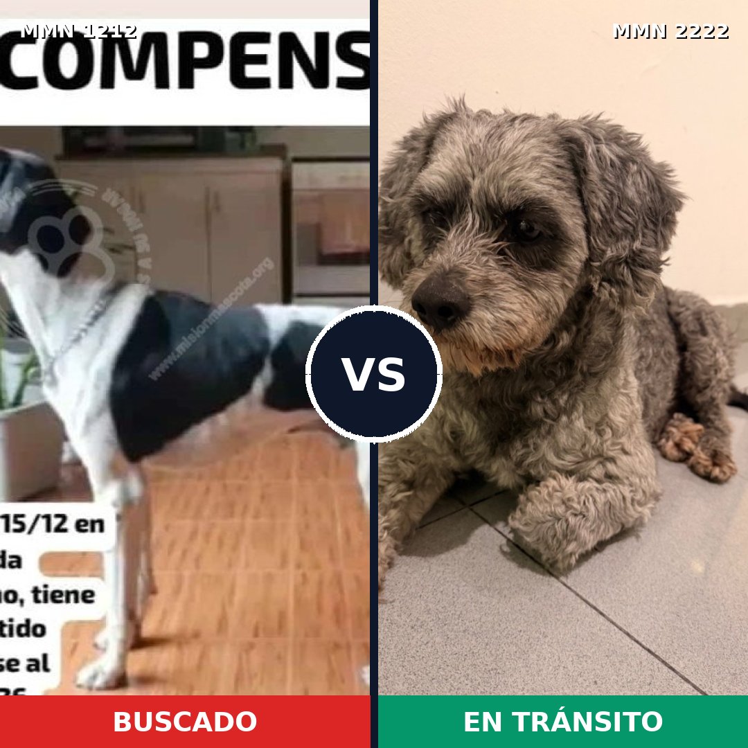 Comparativa MMS 66449: mascota perdida y mascota encontrada, 26% de similitud