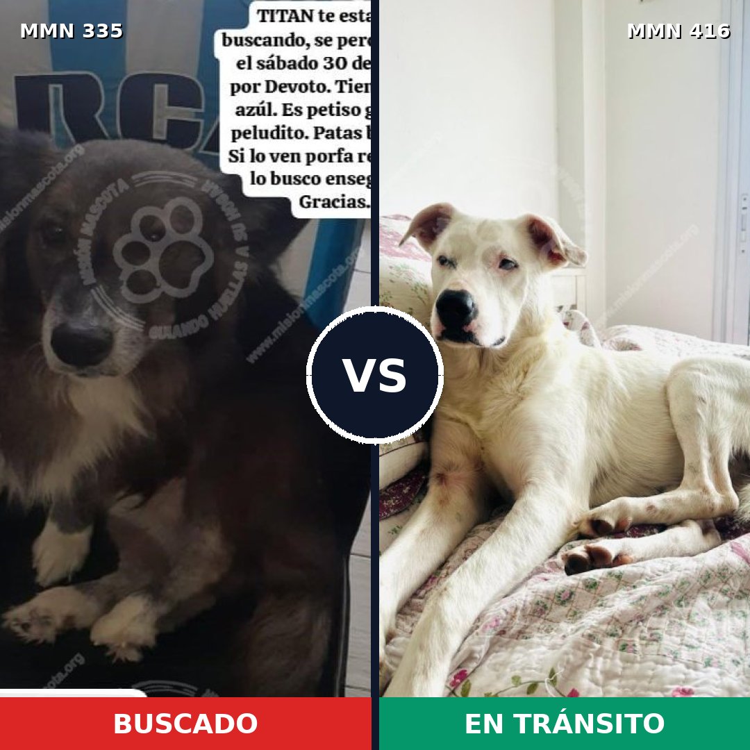 Comparativa MMS 6645: mascota perdida y mascota encontrada, 31% de similitud