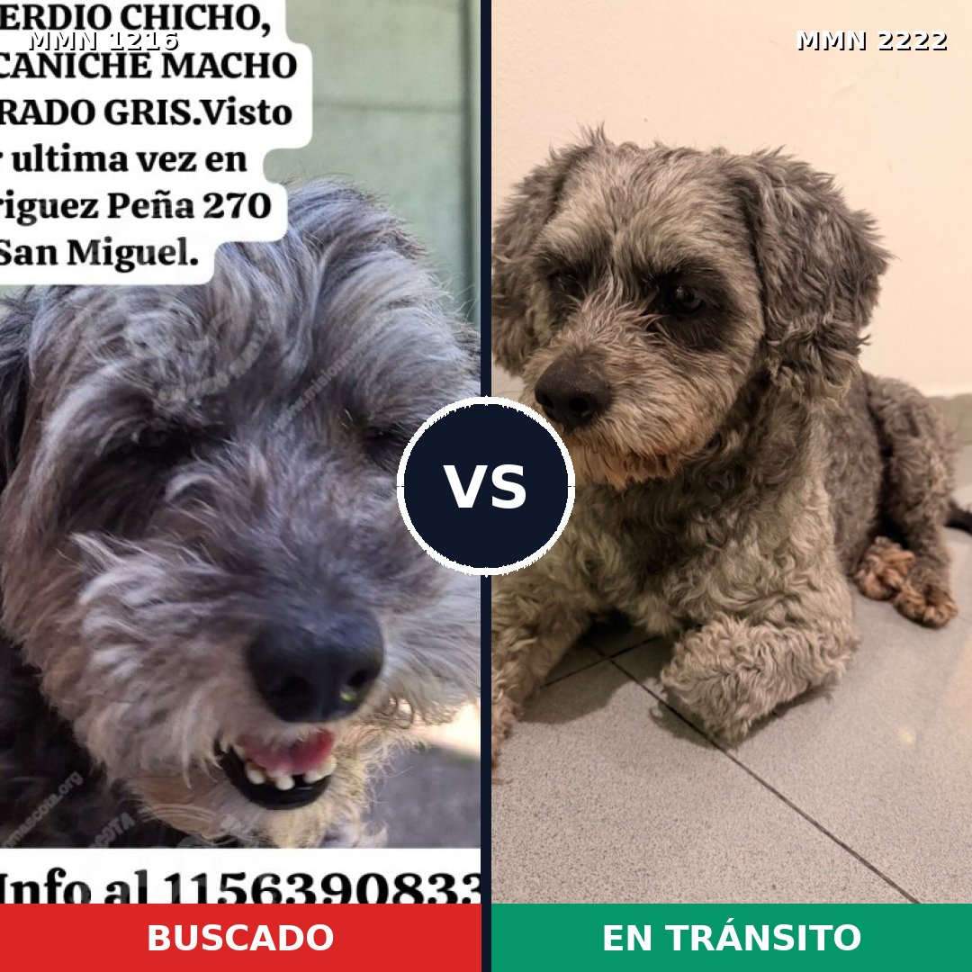 Comparativa MMS 66450: mascota perdida y mascota encontrada, 45% de similitud