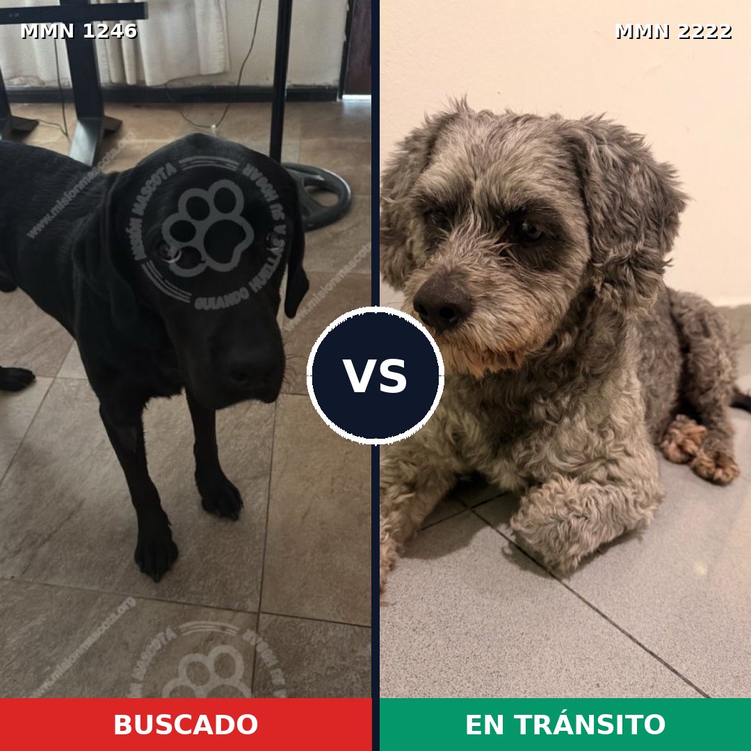Comparativa MMS 66453: mascota perdida y mascota encontrada, 27% de similitud
