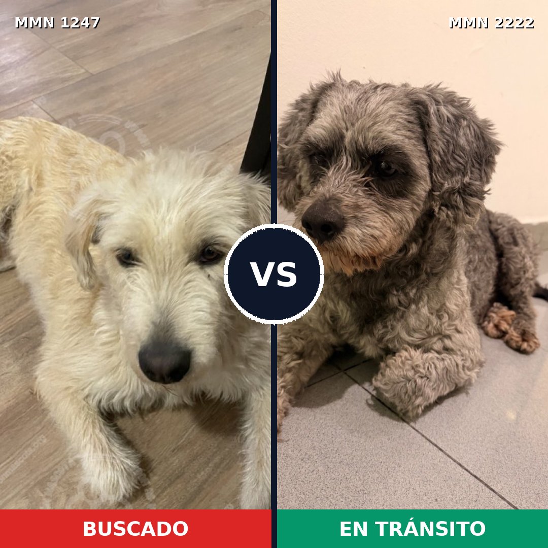 Comparativa MMS 66454: mascota perdida y mascota encontrada, 61% de similitud