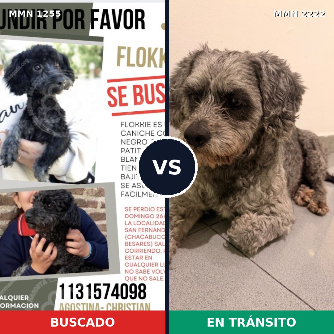 Comparativa MMS 66455: mascota perdida y mascota encontrada, 35% de similitud