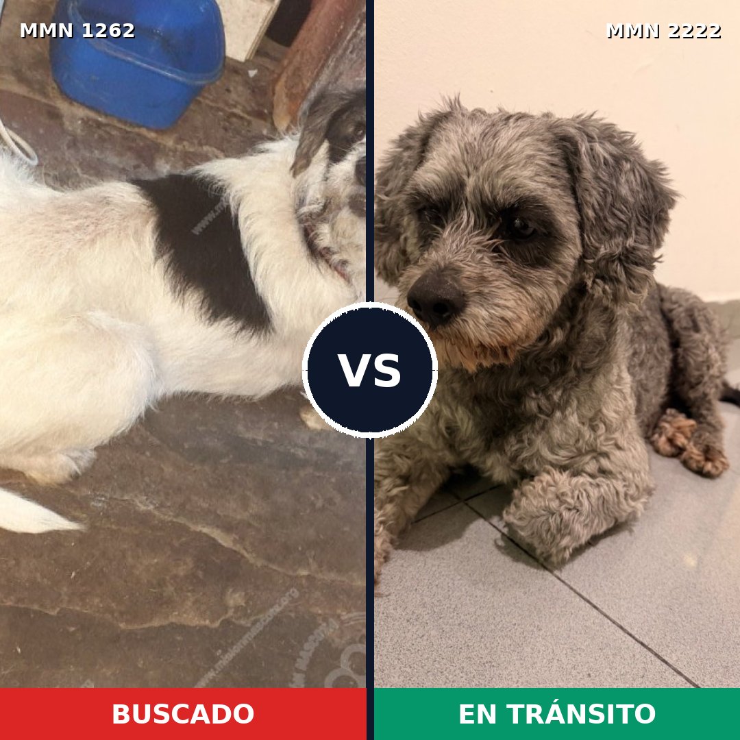 Comparativa MMS 66456: mascota perdida y mascota encontrada, 51% de similitud